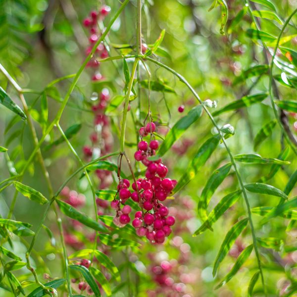 Pink Peppercorn from 페루 supplied by AGROINDUSTRIAS PRODOTTI DEL PAIS SAC - Seed 핑크 페퍼콘