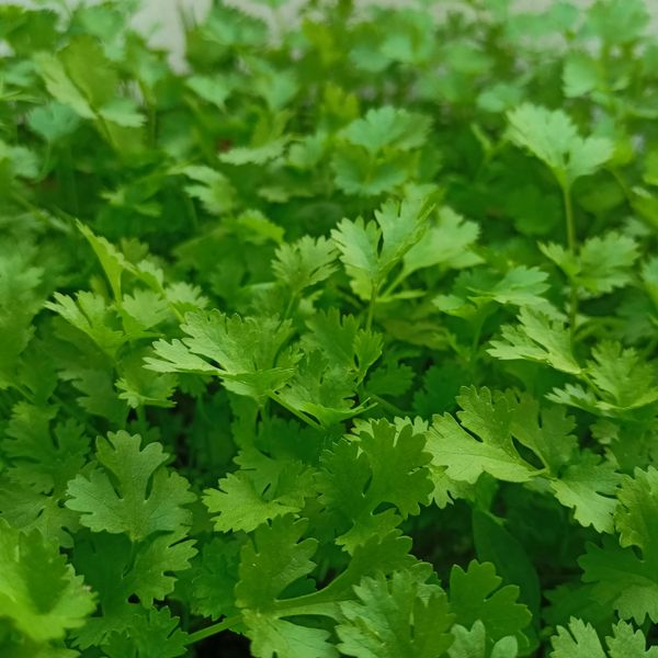 Fresh Coriander Leaves from 스리랑카 supplied by Hawethra Exports (Pvt) Ltd - Other Fresh Vegetables