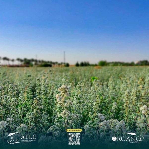 Thyme from 이집트 supplied by Aelc - Unspecified 아로마틱 허브
