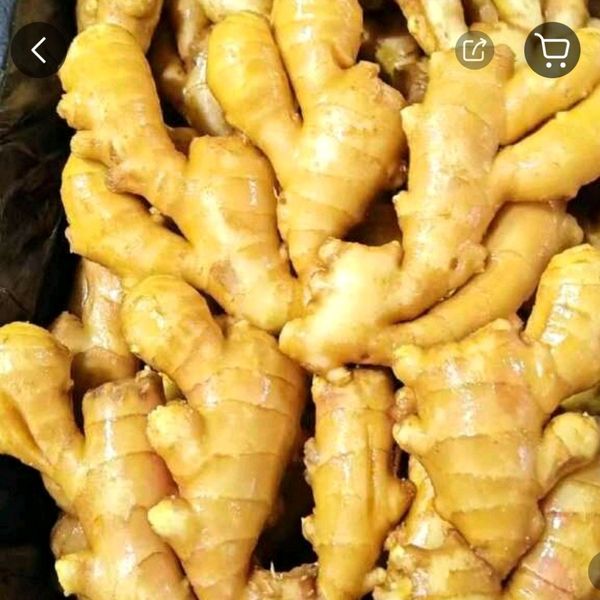 fresh ginger from 중국 supplied by Hubei jinyida trading co.,ltd - 수출 품질 통생강