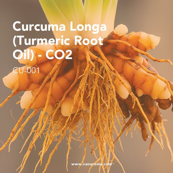 Curcuma Longa (Turmeric Root Oil) - CO2 - Van Aroma (CU-001) from 인도네시아 supplied by Van Aroma - High Quality 튜메릭 오일