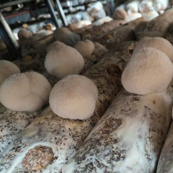 Lion's Mane Mushroom (Fresh, Dried, Whole Powder) from 베트남 supplied by Nhat Viet Dai Agricultural Products Co., Ltd. - High Quality 노루궁뎅이버섯