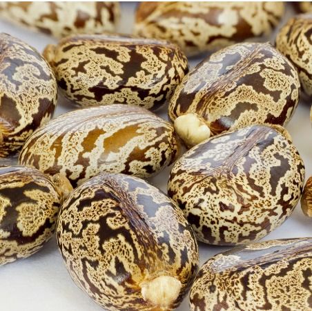 Castor Beans Brazilian White Seed from 나이지리아 supplied by NAANOS LTD - Good Quality 피마자(피마자씨)