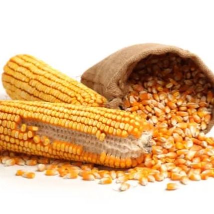 Dried Corn from 가나 supplied by OREM FARMS AND AGRIBUSINESS - Wakuwaku 옥수수