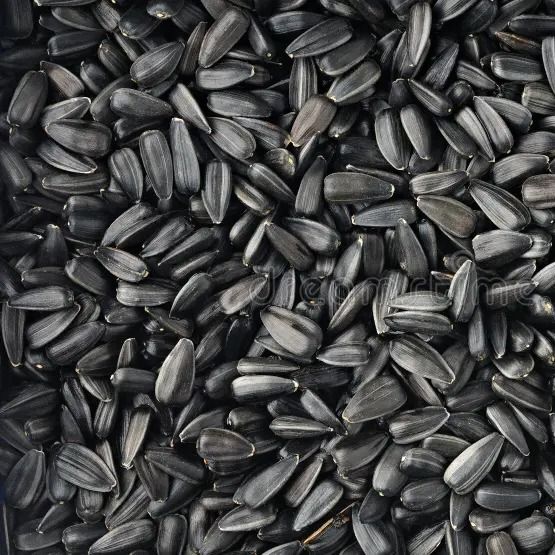 Sunflower seed from 인도 supplied by Skybridge Exim - 해바라기 씨