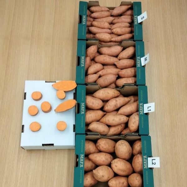Bellevue Sweet potato from 이집트 supplied by Kodra-Export - Brown 고구마