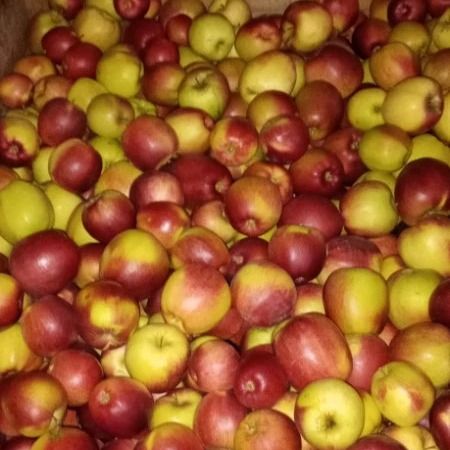 Fresh apple many varieties from Poland supplied by Naturfresh Produce - Fresh Apple