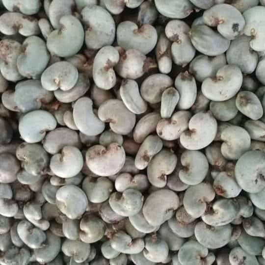 Raw Cashew Nut from Ivory Coast supplied by DK COMMODITY - WW320 (=White Wholes 320) Cashew Nut Kernel