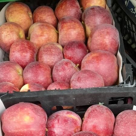 Fresh apples from 이란 supplied by Peony Nigeria Limited - 신선 사과