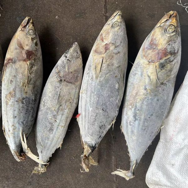 Seafrozen Skipjack from 인도네시아 supplied by Direct Inter Trading - Natural Products 냉동 가다랑어