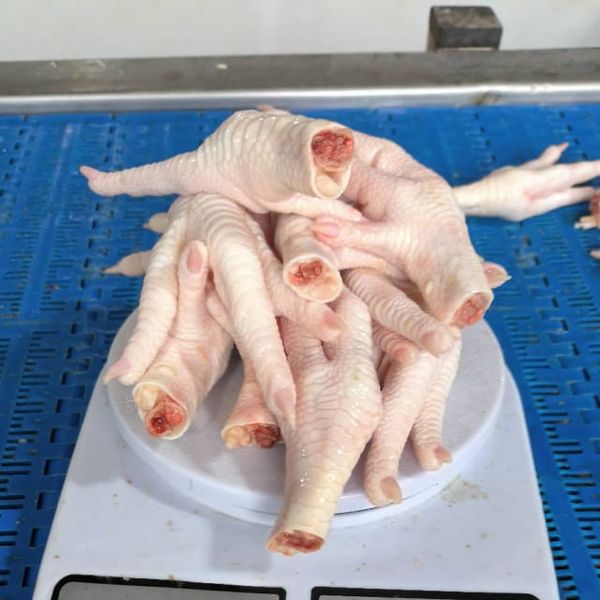 chicken paw from Iran supplied by Salamat Mehr Motahar Food industrial Group - Frozen Frozen Chicken Feet