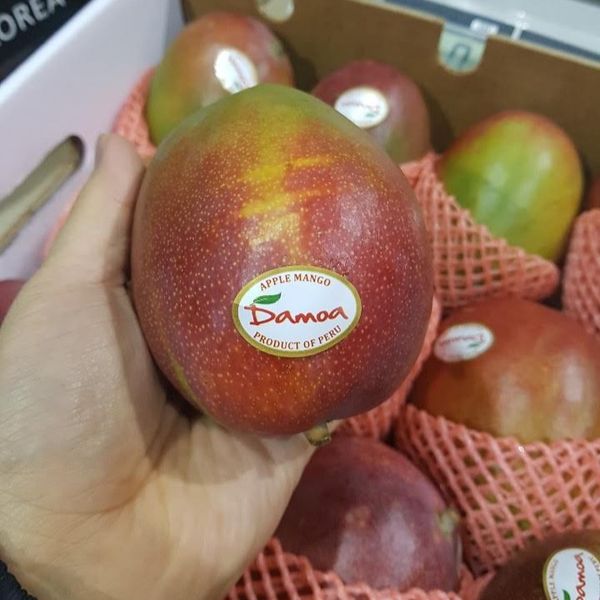 Peruvian Mango Kent from 페루 supplied by Damoa Corporation - 붉은빛 신선 망고