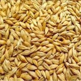 Barley from 몰도바 supplied by Carvidon-Trade SRL - Dried 보리