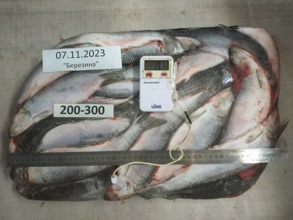 Pacific Herring from 러시아 supplied by Seafood Souq - Pacific Herring 냉동 청어