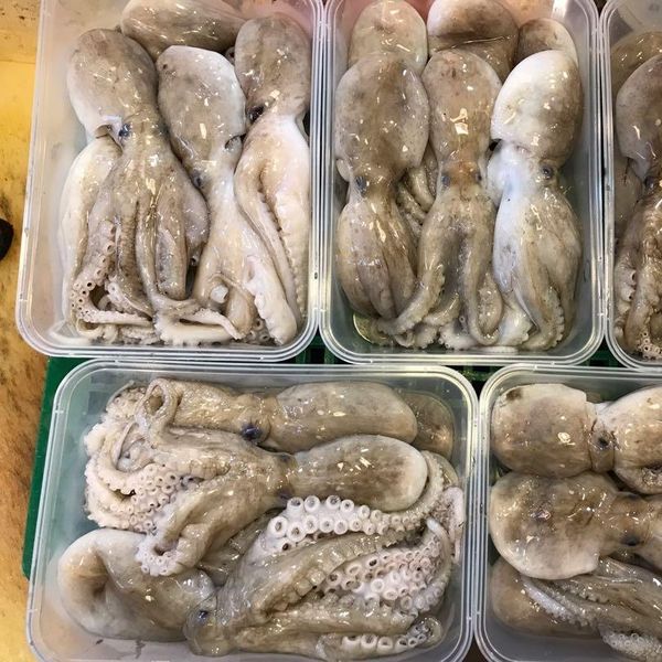 High Quality Frozen Octopus from Norway supplied by Bruckmann GmbH - Size: 150-200 g Frozen Octopus