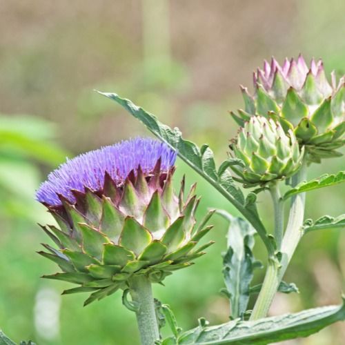 Artichoke Leaf Extract Powder from 베트남 supplied by SMARC COMPANY LTD - Powder 허브 블렌드