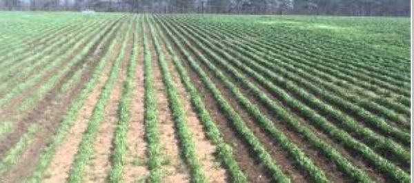 Alfalfa from 벨라루스 supplied by Safin Handelsges.m.b.H. - For Feed 루우산(lucerne) 씨