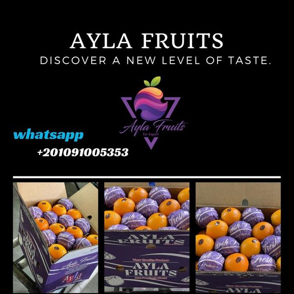 citrus from 이집트 supplied by AYLA FRUITS FOR EXPORT - 기타 신선 감귤류