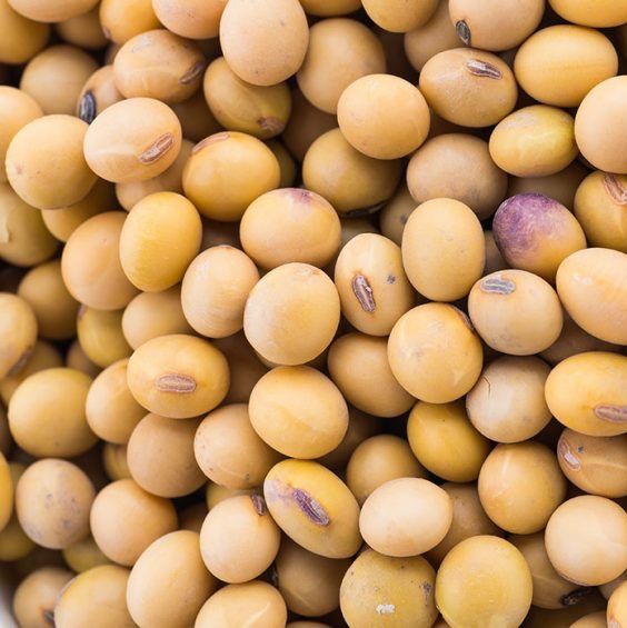 Soybean from 나이지리아 supplied by Fitzeron International Limited - 대두