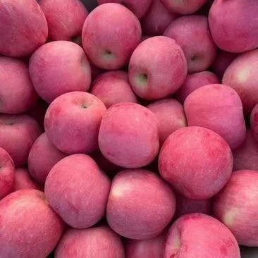 Fuji apple from China supplied by 上海盒米网络科技有限公司 - Pink Fresh Apple