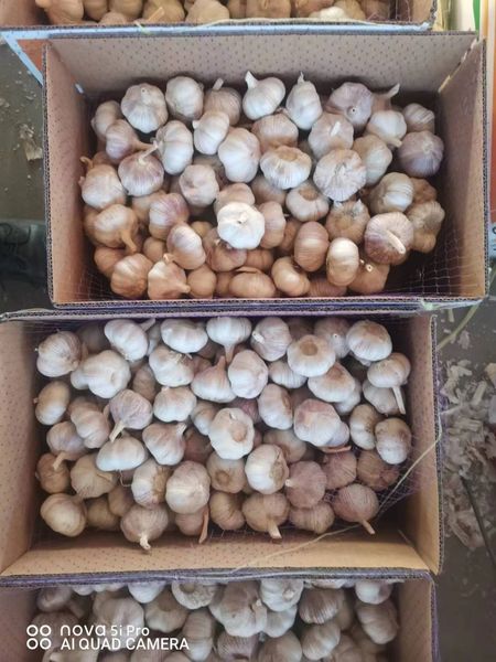 fresh garlic from China supplied by jining pengjie trading co ltd - Preserved Fresh Garlic