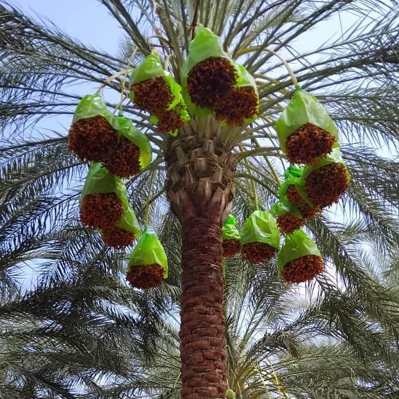 Date from 알제리 supplied by Maghreb General Services - Fine Quality 신선 대추야자