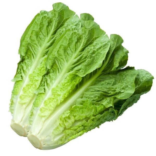 Egyptian Lettuce from 이집트 supplied by PEI Trade - Salad Lettuce 신선 상추