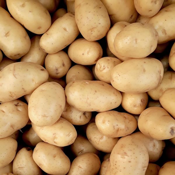 Potato from 인도 supplied by Liberty Exports - Extra Quality - Very Good 신선 일반 감자