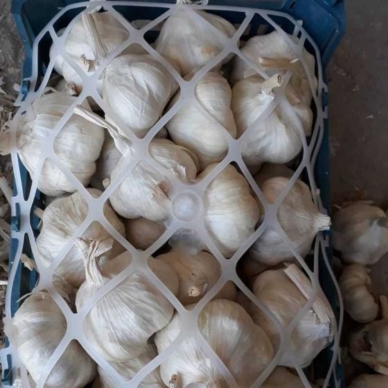 fresh garlic from 이란 supplied by PTB  - 신선 마늘