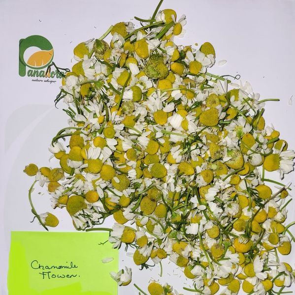 Chamomile from Egypt supplied by Pandora for Trade and manufacturing - Medium Quality Herbal Tea