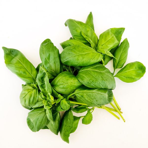 Italian Basil from 이탈리아 supplied by Host Srl - 바질