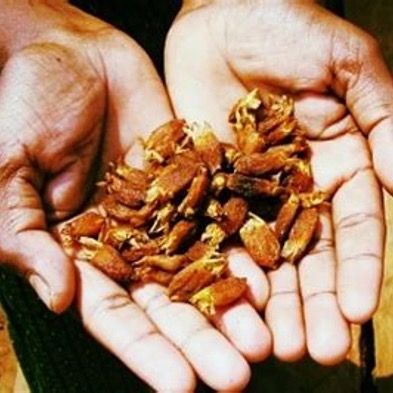 MOHUA FLOWERS from India supplied by EMT INTERNATIONAL EXPO - Unspecified Mahua