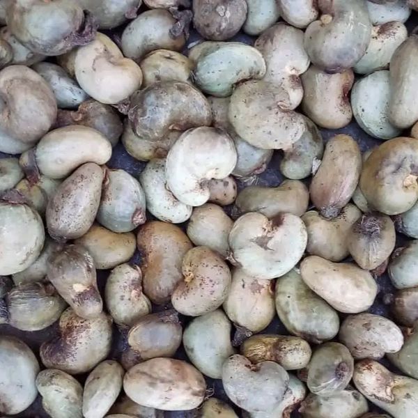 Cashew Nut from Tanzania supplied by HARVESTPLUS HOLDINGS - Best Quality Raw Cashew Nut