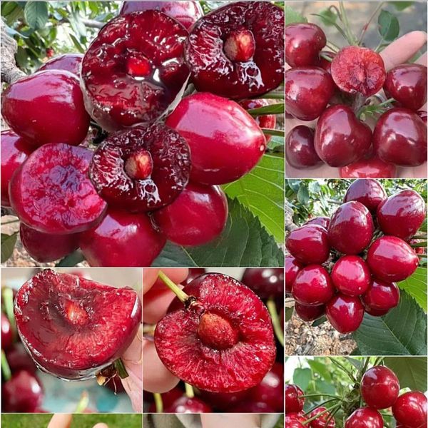 Fresh Sweet Cherries - Skeena, Regina, Kordia, Grace Star, Big Star from 몰도바 supplied by DANU LIMITED SRL - Sweet Cherry - Big Star 신선 체리