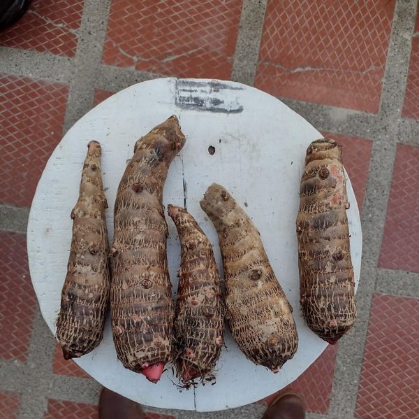 Malanga, Yautia from 콜롬비아 supplied by fundacion - 고구마