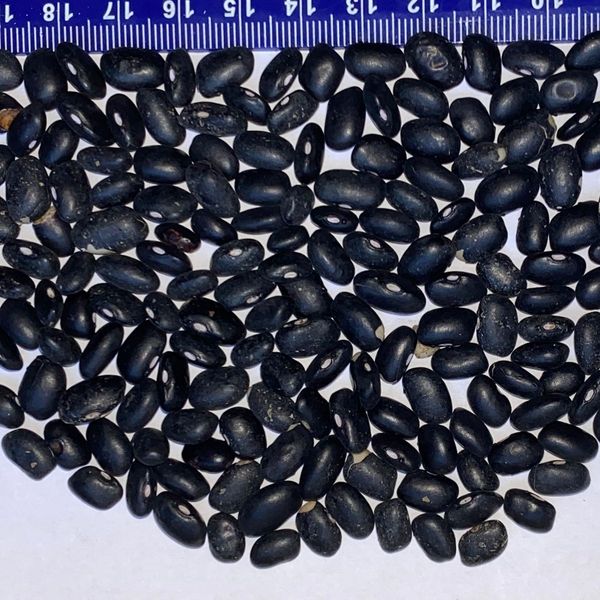 Beans from Ukraine supplied by Agro Grains - Black Black Bean