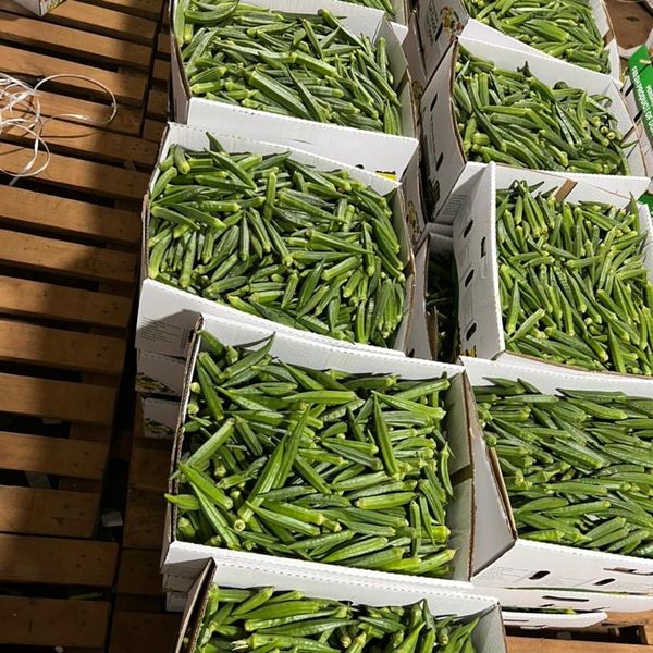 Pusa Sawani Okra from 우간다 supplied by Kodra-Export - Pusa Sawani 신선 오크라