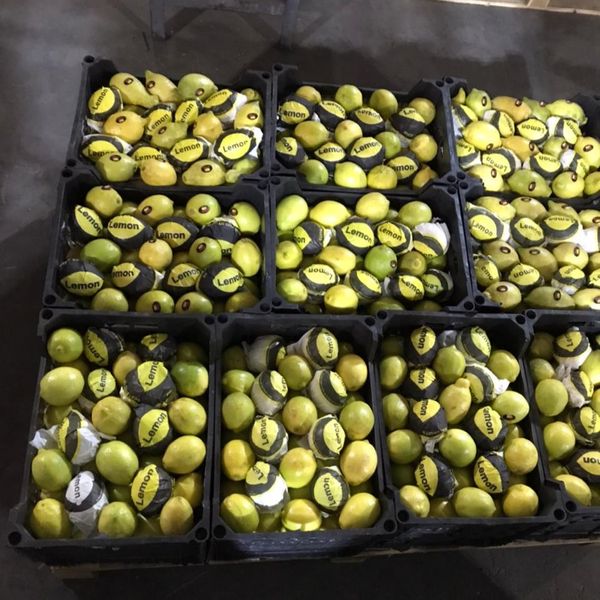 Eureka Lemon from 이집트 supplied by Kodra-Export - With Seed 신선 레몬