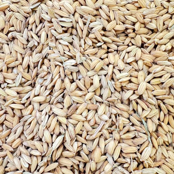 Greek Paddy Rice for export from 그리스 supplied by Alimeco S.A - 쌀