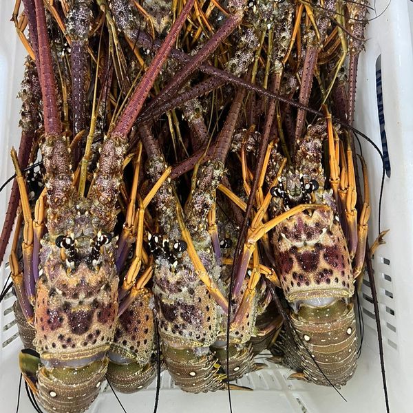 FROZEN LOBSTER from Brazil supplied by BLUE INTERNATIONAL SEAFOOD - Panulirus spp. Fresh Common Lobster