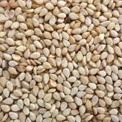 Whitish Humera Sesame Seed from 에티오피아 supplied by Tungsten - 참깨