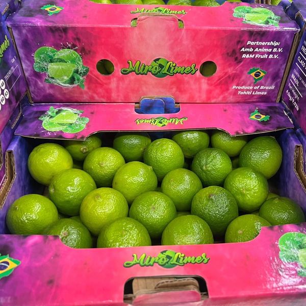 Tahiti Lime from 브라질 supplied by Kodra-Export - 신선 신선 라임