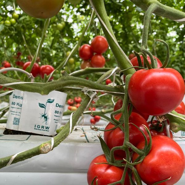 Truss Tomato from 이란 supplied by nazaria agro industry - 신선 토마토