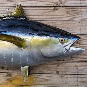 Seafood from Kenya supplied by MarineCatch Africa Limited - Iced Frozen Yellowfin Tuna