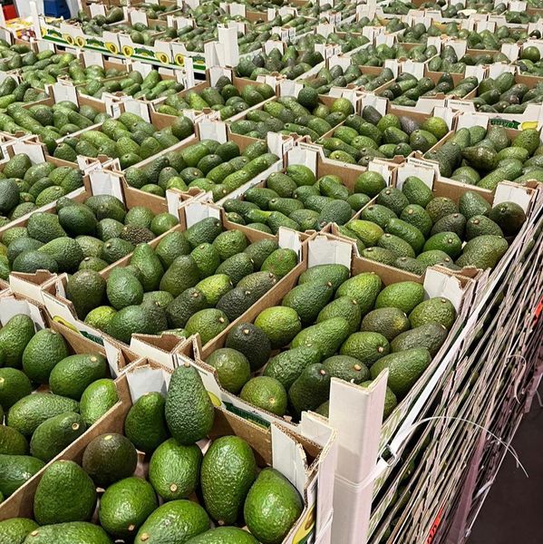 avocado from 프랑스 supplied by AC Corp - Hass 신선 아보카도