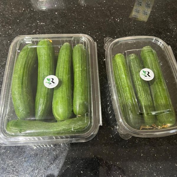 Fresh Cucumber from 이집트 supplied by El Rabie For Import & Export - 생 신선 오이