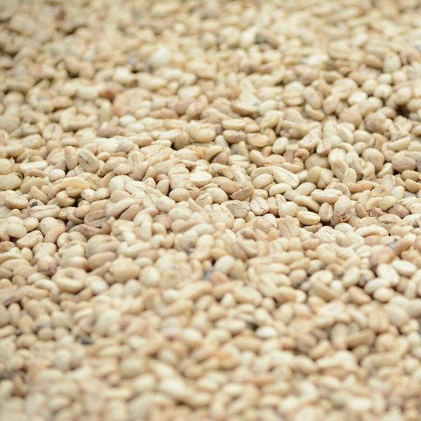 Sesame Seed from 아랍 에미리트 연합국 supplied by Opes Terra - 참깨
