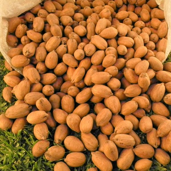 Wichita variety from 멕시코 supplied by Pecan Export - 신선 피칸