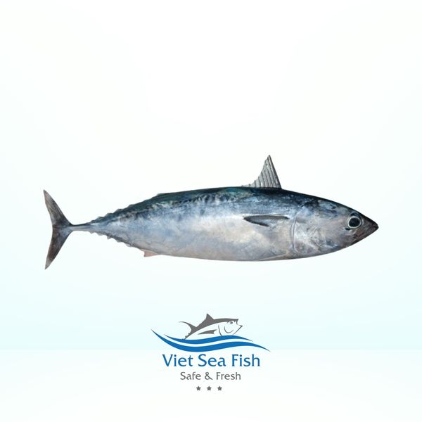 Frozen Tuna All Range from 베트남 supplied by VIET SEA FISH - Whole - Cleaned 참치