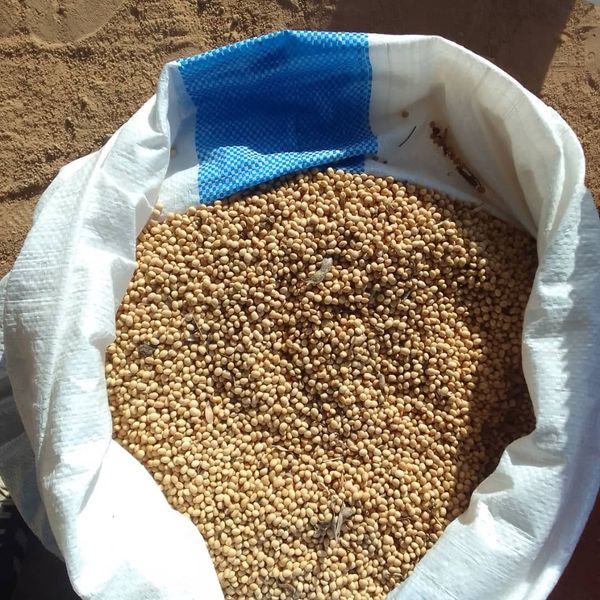 SOY from 코트디부아르 supplied by Logis - Non-GMO 대두